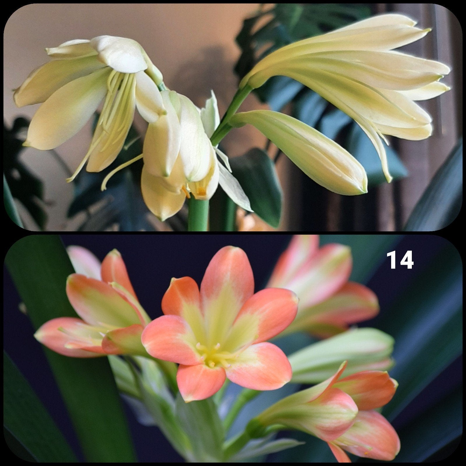 Clivia plantje kruising Lime 'nCream Waltz x Lime 'n Orange, Bloeiende kamerplant, Ophalen of Verzenden, Volledige schaduw, Minder dan 100 cm