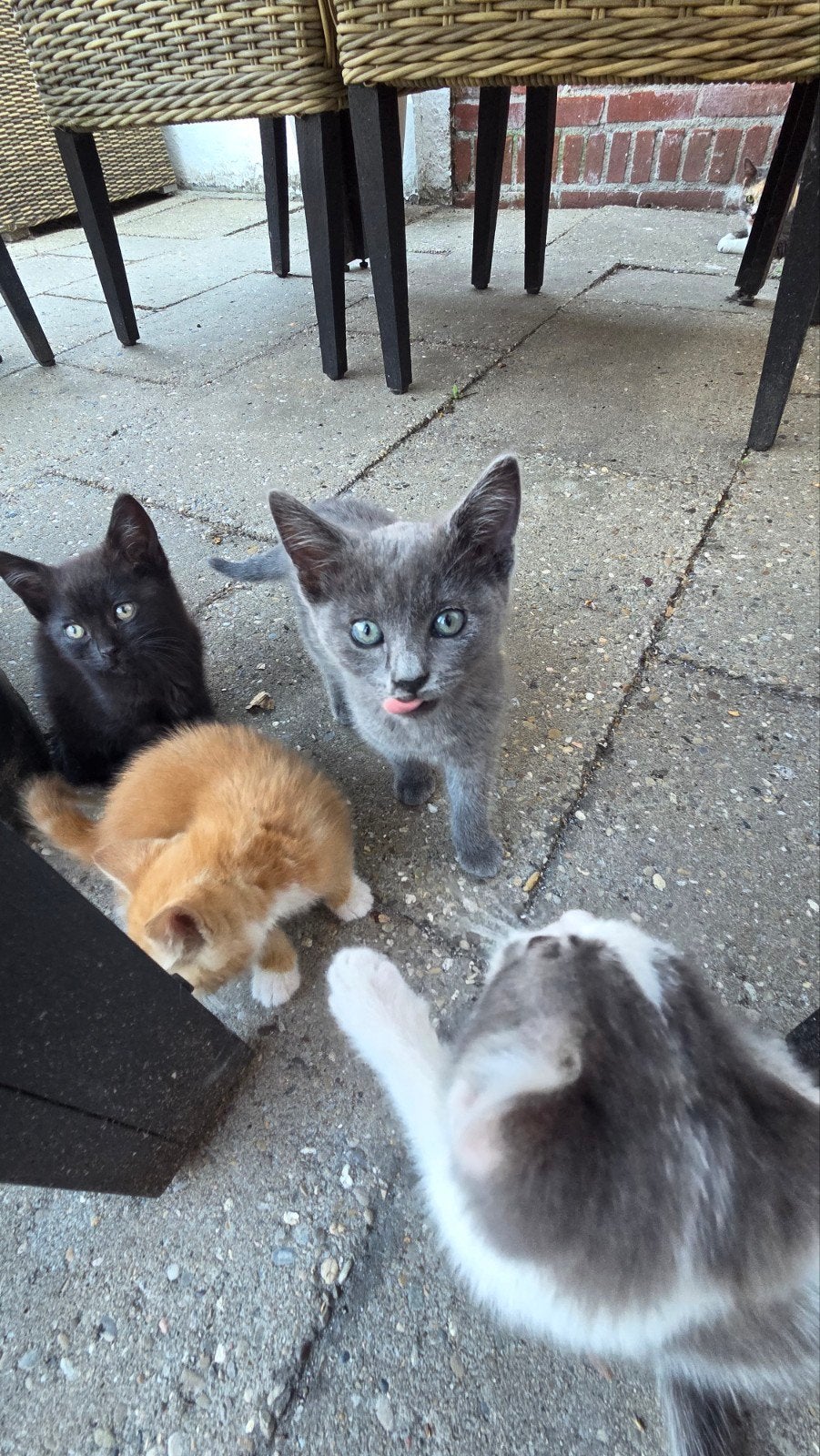 Kittens  2 verschillende nestjes, Meerdere dieren