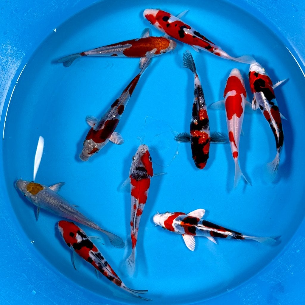 Kase VHQ Tateshita Mix | 15–18 cm | Goshiki, Dieren en Toebehoren, Vissen | Vijvervissen, Karper of Koi
