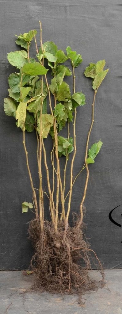 Corylus avellana Hazelaar 40/60cm t/m 100/125cm, Tuin en Terras, Ophalen, Overige soorten, Haag, Minder dan 100 cm