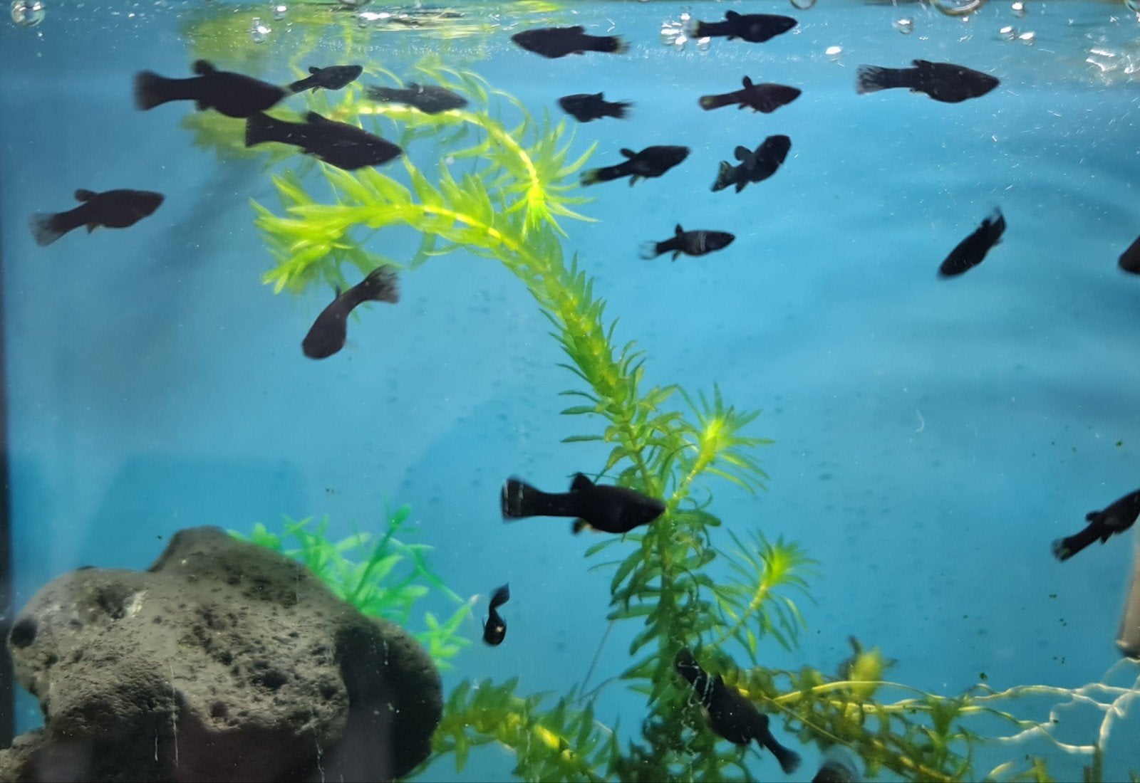 Black Molly, Vis, Zoetwatervis