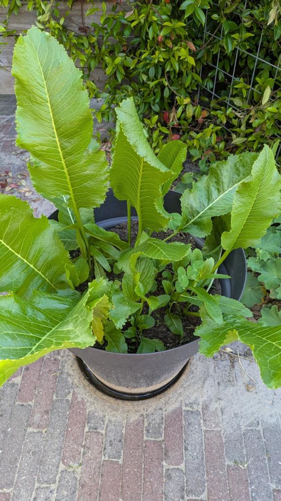Mierikswortel biologisch, Ophalen, Halfschaduw, Zomer, Groenteplanten