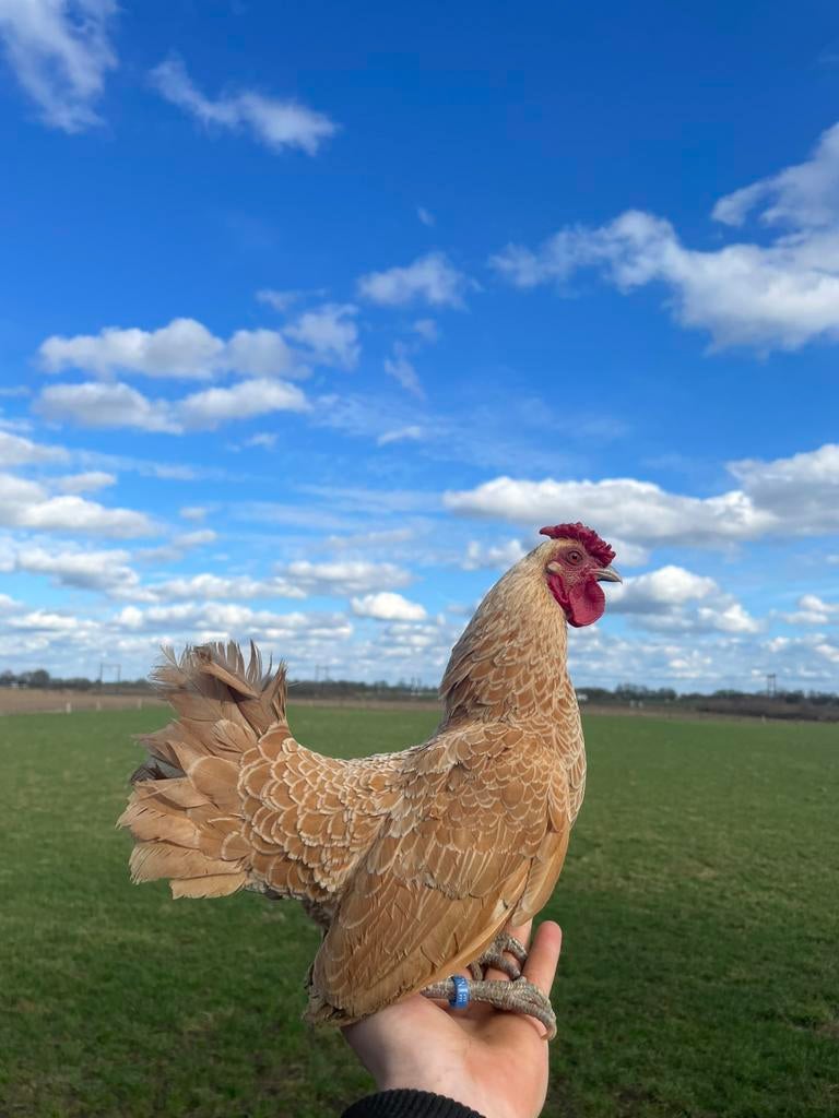 Gezocht verschillende kippen rassen, Dieren en Toebehoren, Pluimvee, Meerdere dieren, Kip