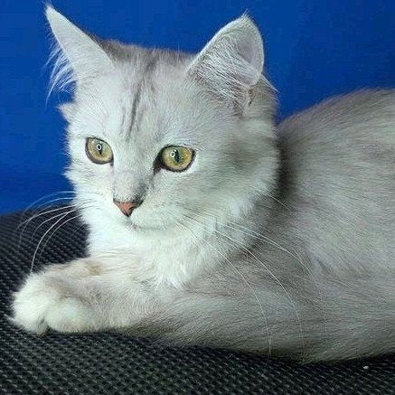 Droomkatje! Prachtige Ragdoll x Britse Langhaar kittens – Su, Meerdere dieren, Ontwormd, 0 tot 2 jaar