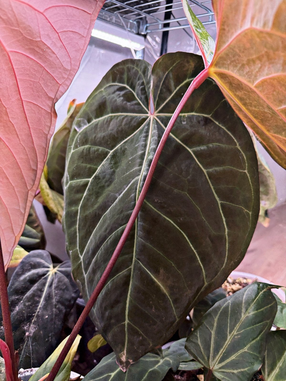 Anthurium Ace of Spades X - Grote plant in cataphyl, Huis en Inrichting, Ophalen of Verzenden, Halfschaduw, Minder dan 100 cm