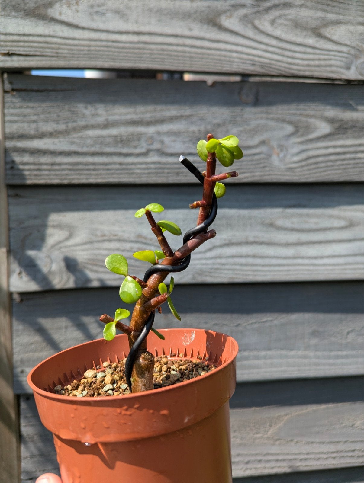 Portulacaria Afra 'Decumbent' pre-bonsai - Mame of Shohin, Overige soorten, Volle zon, Vaste plant, Ophalen of Verzenden