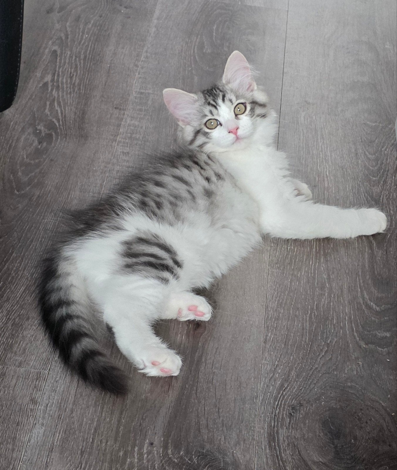 Siberische katertje, Kater, Met stamboom, 0 tot 2 jaar