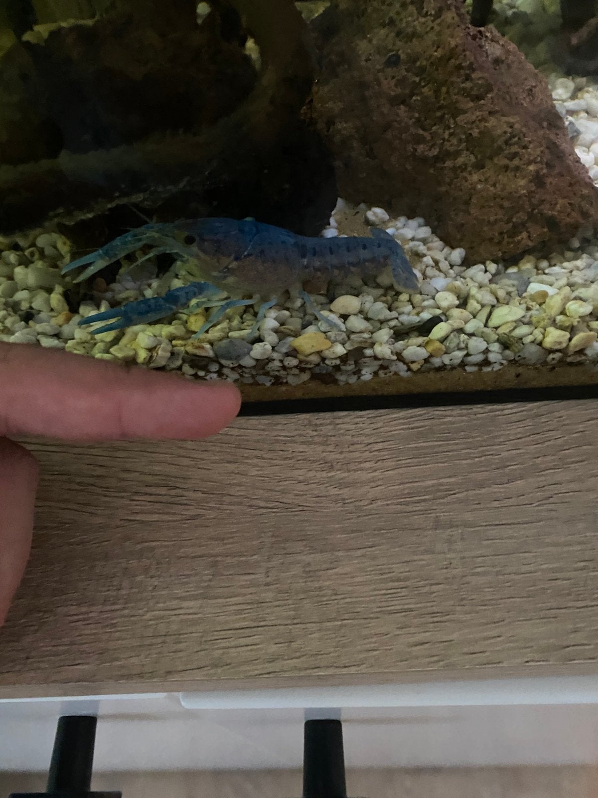 Blauwe florida kreeft met 50liter aqaurium, Ophalen, Zo goed als nieuw