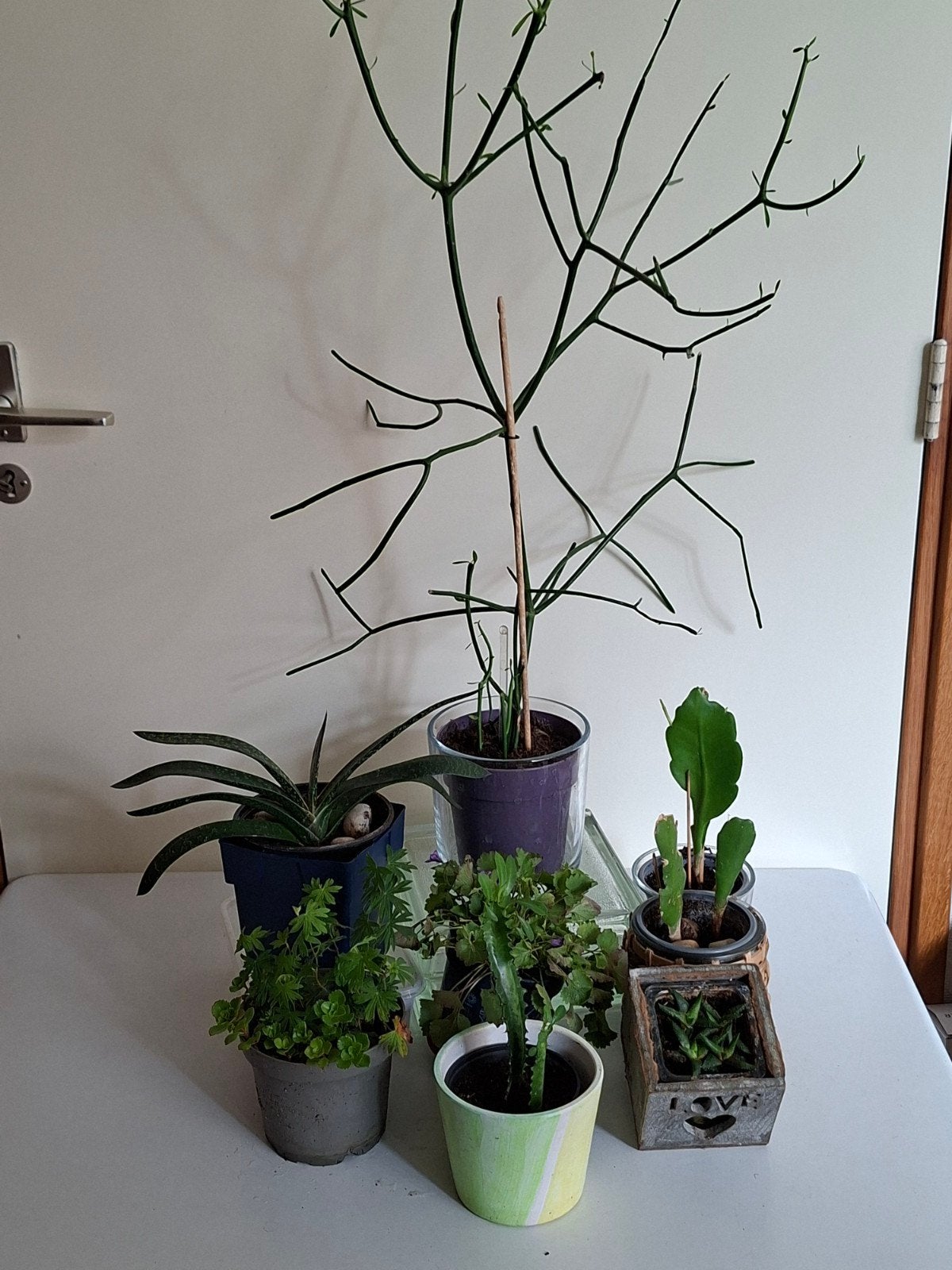 Kamerplanten en cactus, en buitenplanten, Ophalen, Halfschaduw, Minder dan 100 cm, Groene kamerplant