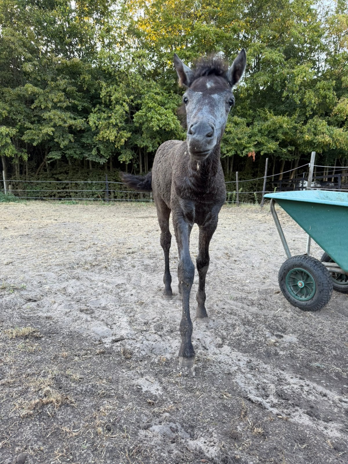 Weiland, Dieren en Toebehoren, Weidegang, 2 of 3 paarden of pony's
