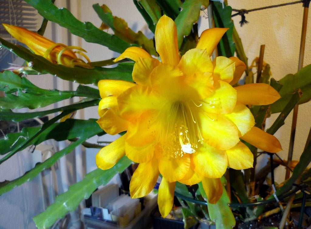 cactus - Epiphyllum Going Bananas, Ophalen of Verzenden, Cactus, Volle zon, Minder dan 100 cm