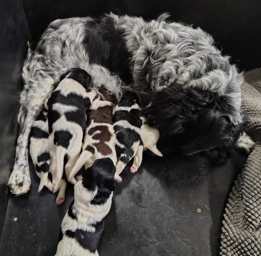 Prachtig Friese stabij pups, Dieren en Toebehoren, Overige rassen, 8 tot 15 weken, Meerdere, Meerdere dieren
