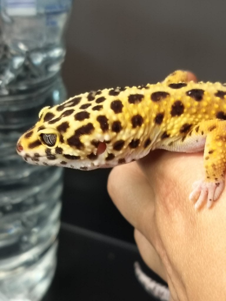 1.1 luipaardgekko Leopard Gecko - female for sale from shirley sterckx
