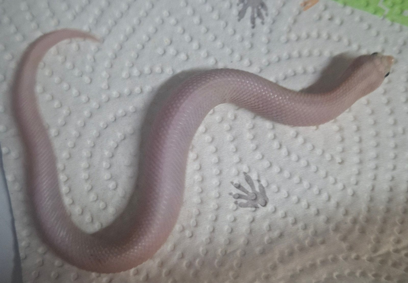 hognose Lucy 1.0
Nk mei 26.
Eten vlot baby muisjes (diepvrie Hognose Snake - male for sale from luc