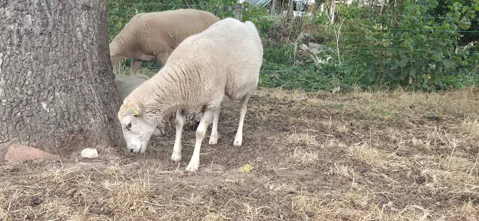 oudere ooien, Vrouwelijk, Schaap