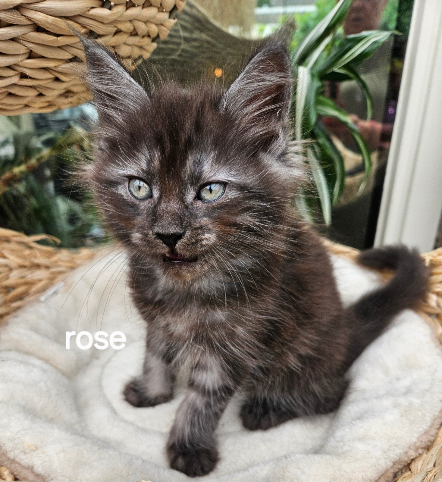 Main Coon: 100% mogen verhuizen., Meerdere dieren, Gechipt, 0 tot 2 jaar