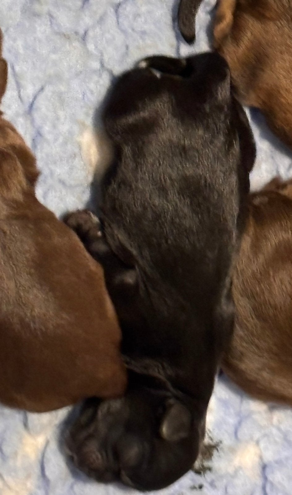 Shih Tzu Pups (reutjes), Parvo, Overige rassen, 8 tot 15 weken, Meerdere