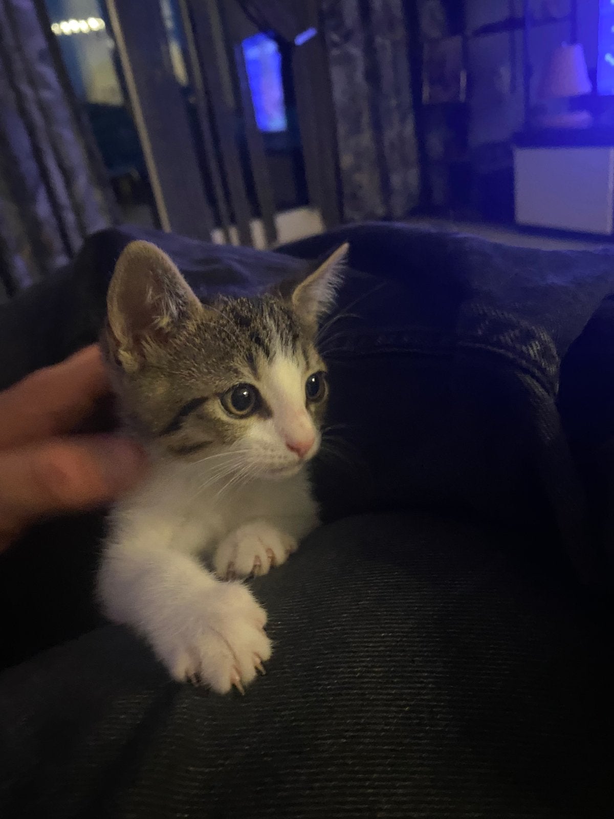 Lieve kitten tijger print met witte plekken, Dieren en Toebehoren, Poes