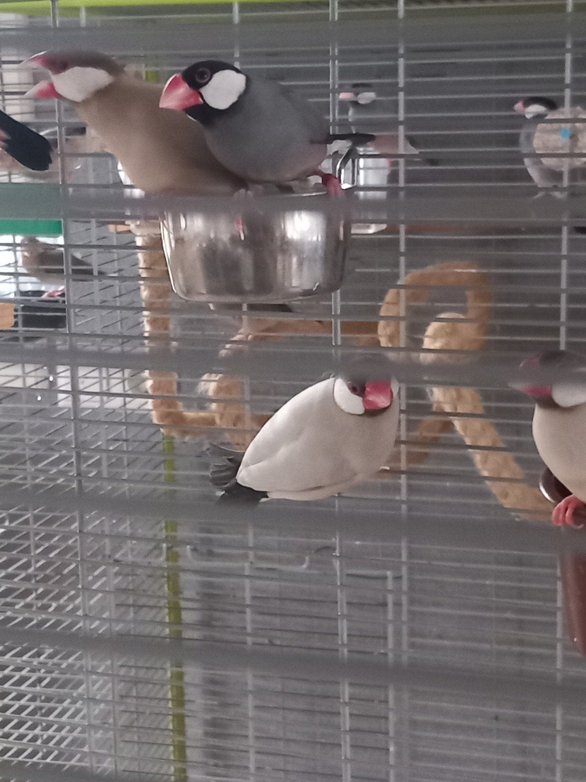 rijstvogels, Dieren en Toebehoren