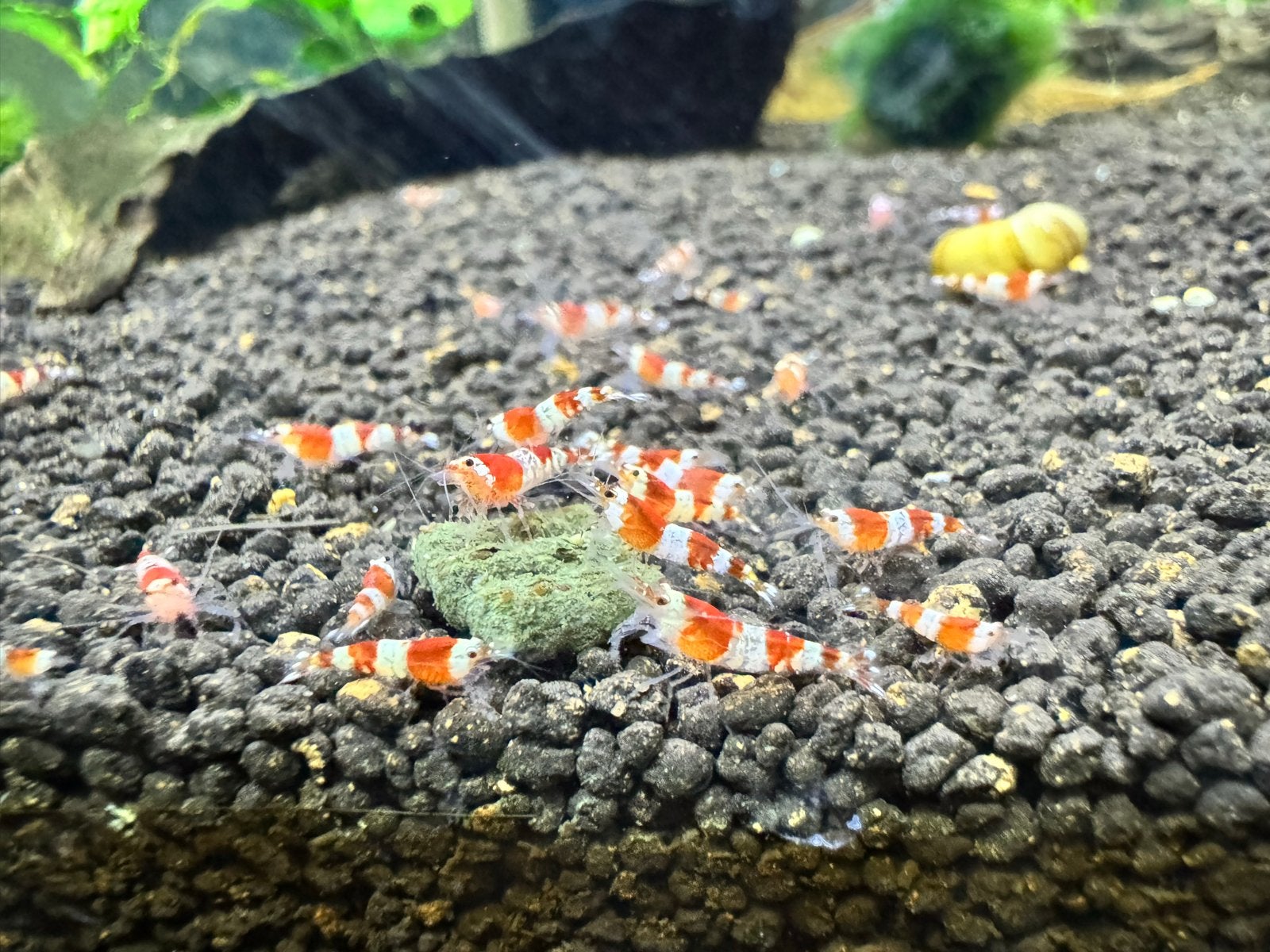 Crystal Red garnalen, Dieren en Toebehoren, Kreeft, Krab of Garnaal