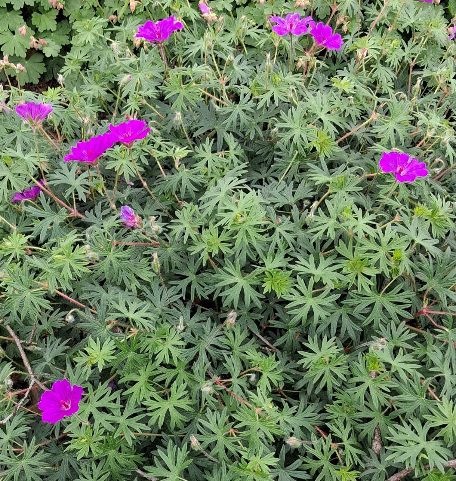 Ooievaarsbek plant - Geranium 'Rozanne', Ophalen, Halfschaduw