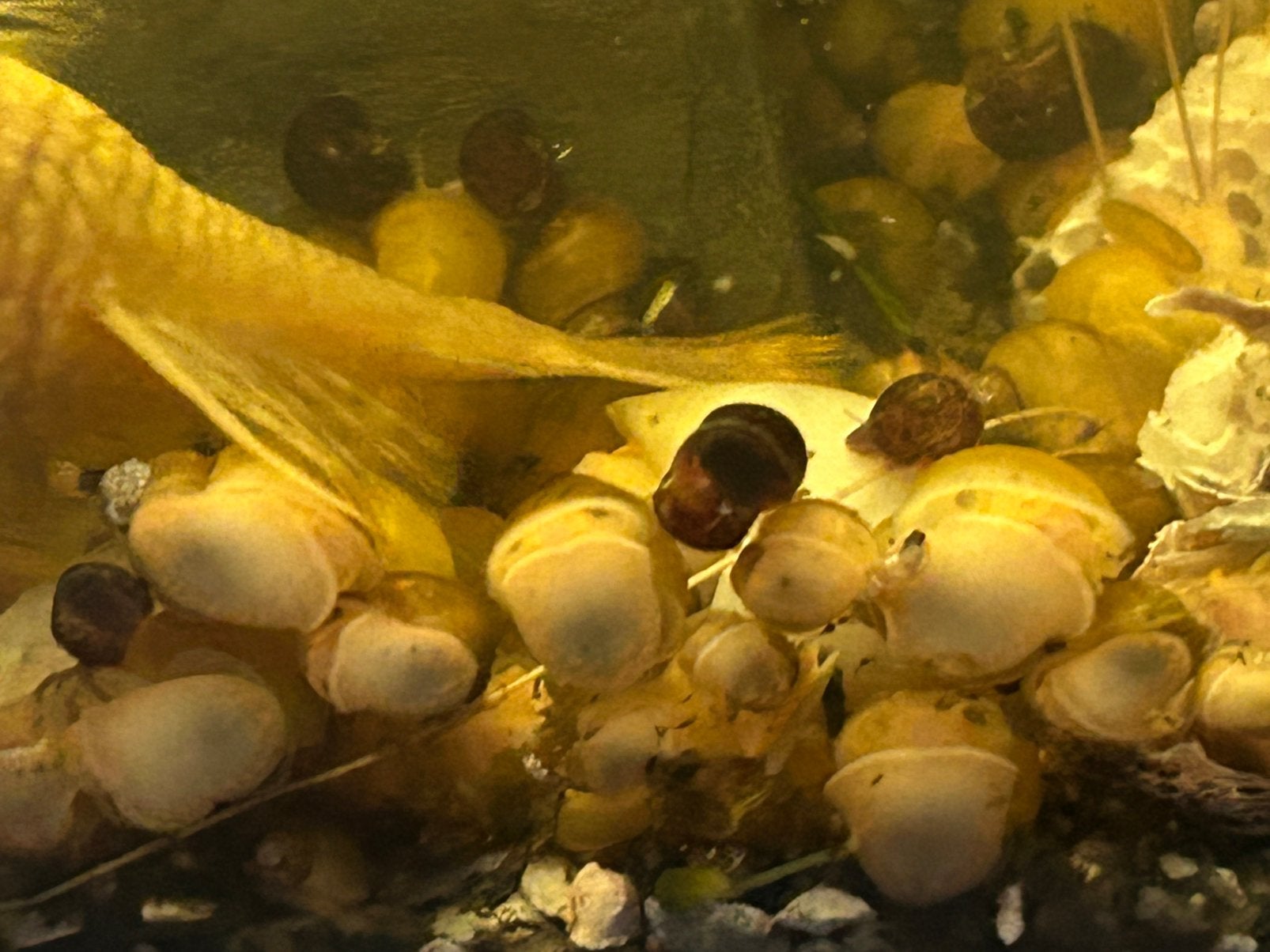 Aquarium Appelslakken hou alles mooi schoon. Verstuur ook., Dieren en Toebehoren, Vis