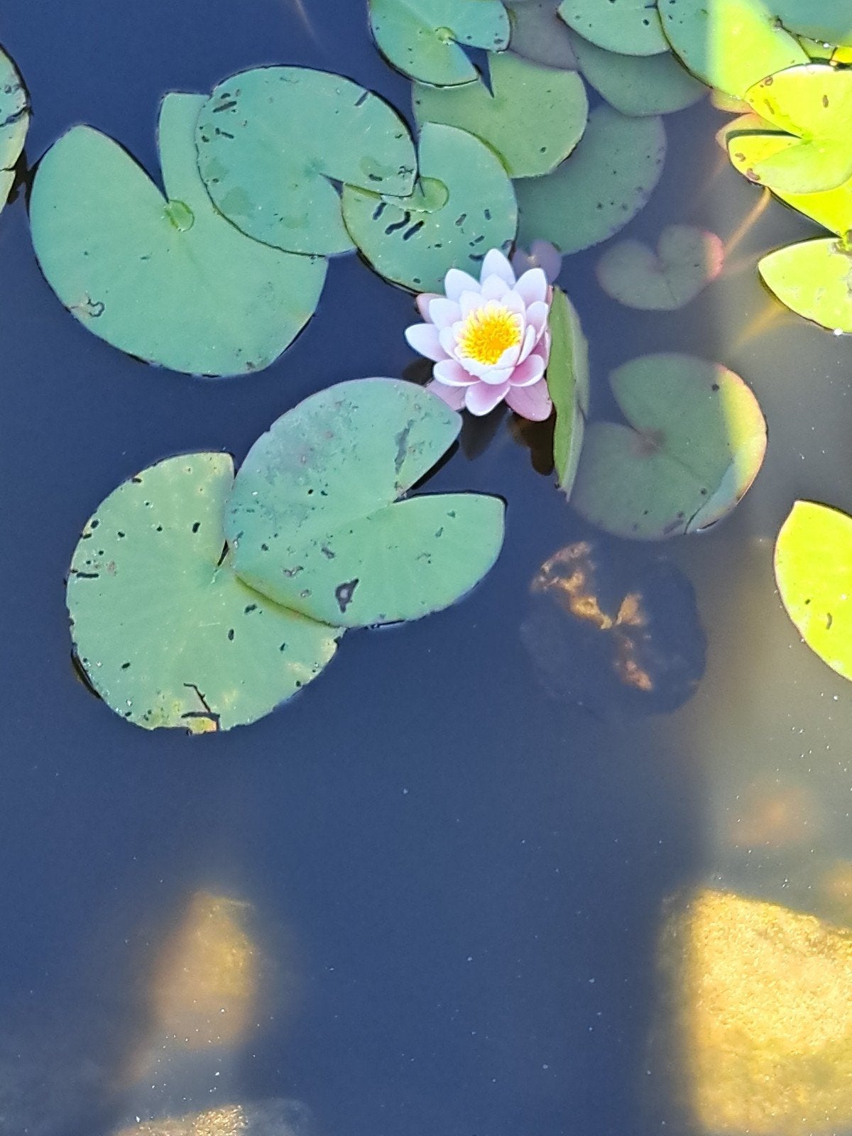 prachtige waterlelies.wit met geel hart., Ophalen