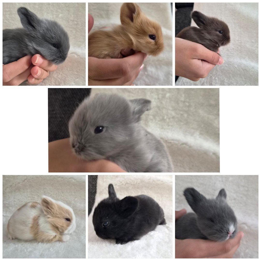 Baby konijntjes binnenkort te reserveren, Dieren en Toebehoren, Meerdere dieren, Dwerg, Hangoor, 0 tot 2 jaar