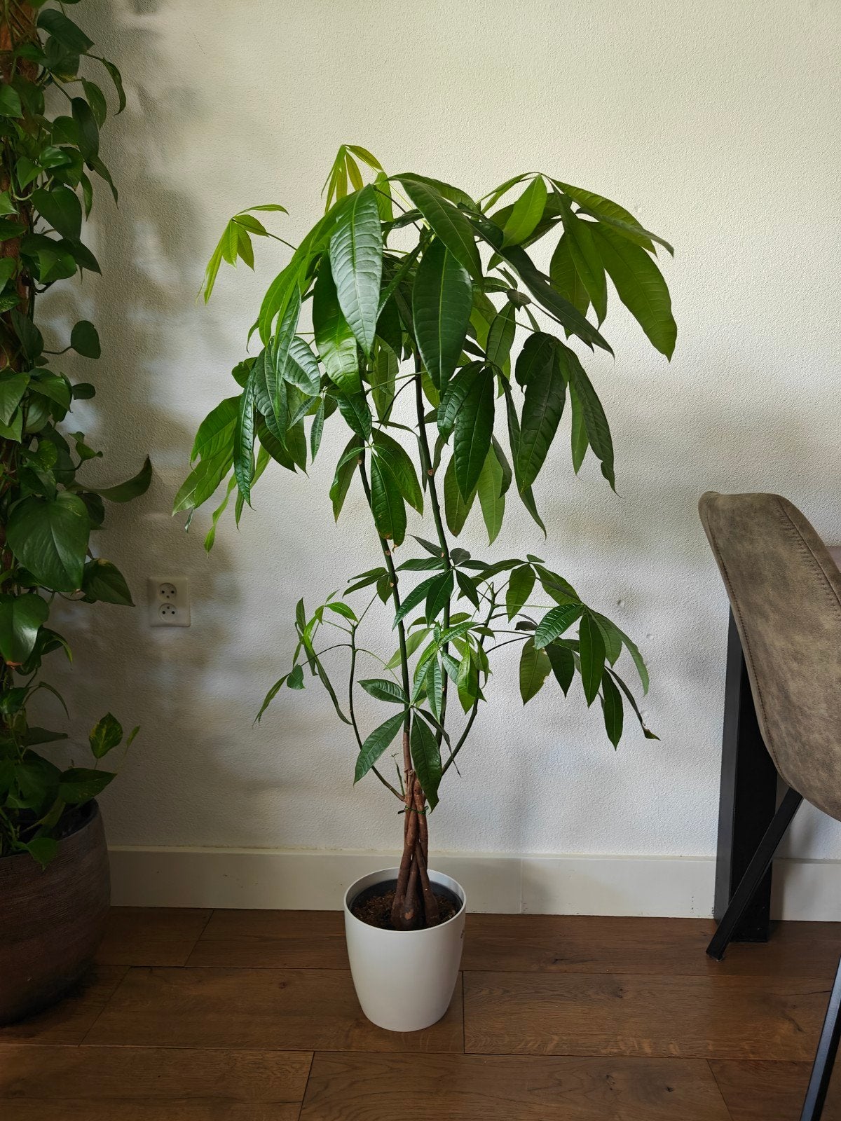 Gevlochten geldboom (Pachira Aquatica) 130cm, Ophalen, Halfschaduw, Minder dan 100 cm