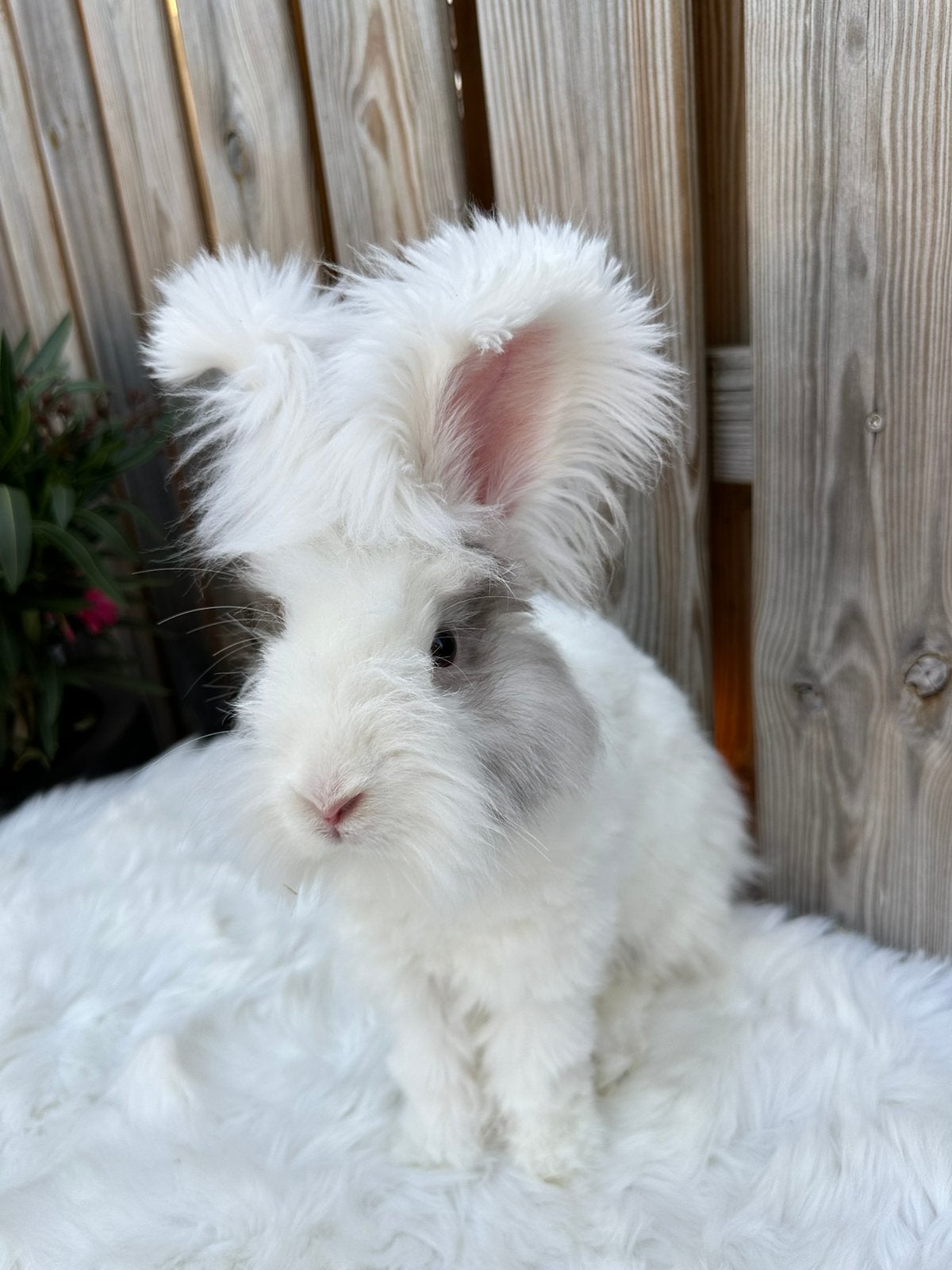 Lief raszuiver Engels Angora rammetje, Mannelijk, Dwerg