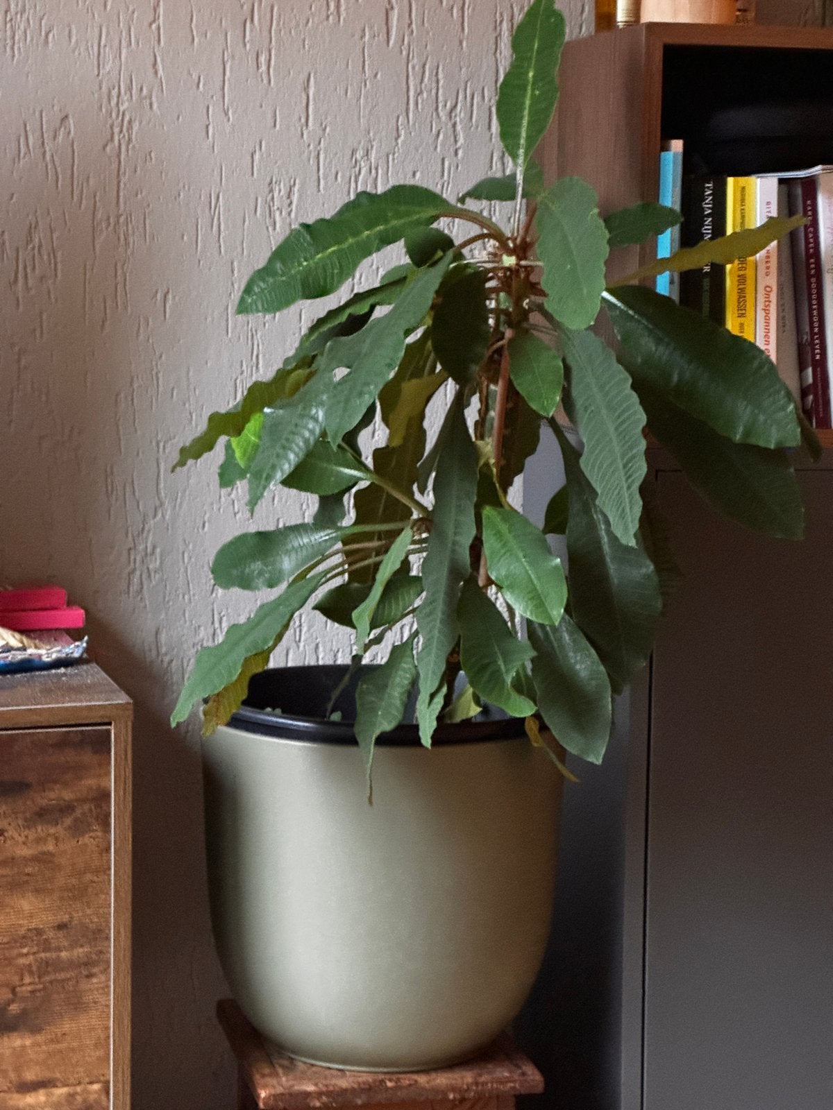 Kamerplanten, Ophalen, Fruitplant, In pot, Minder dan 100 cm