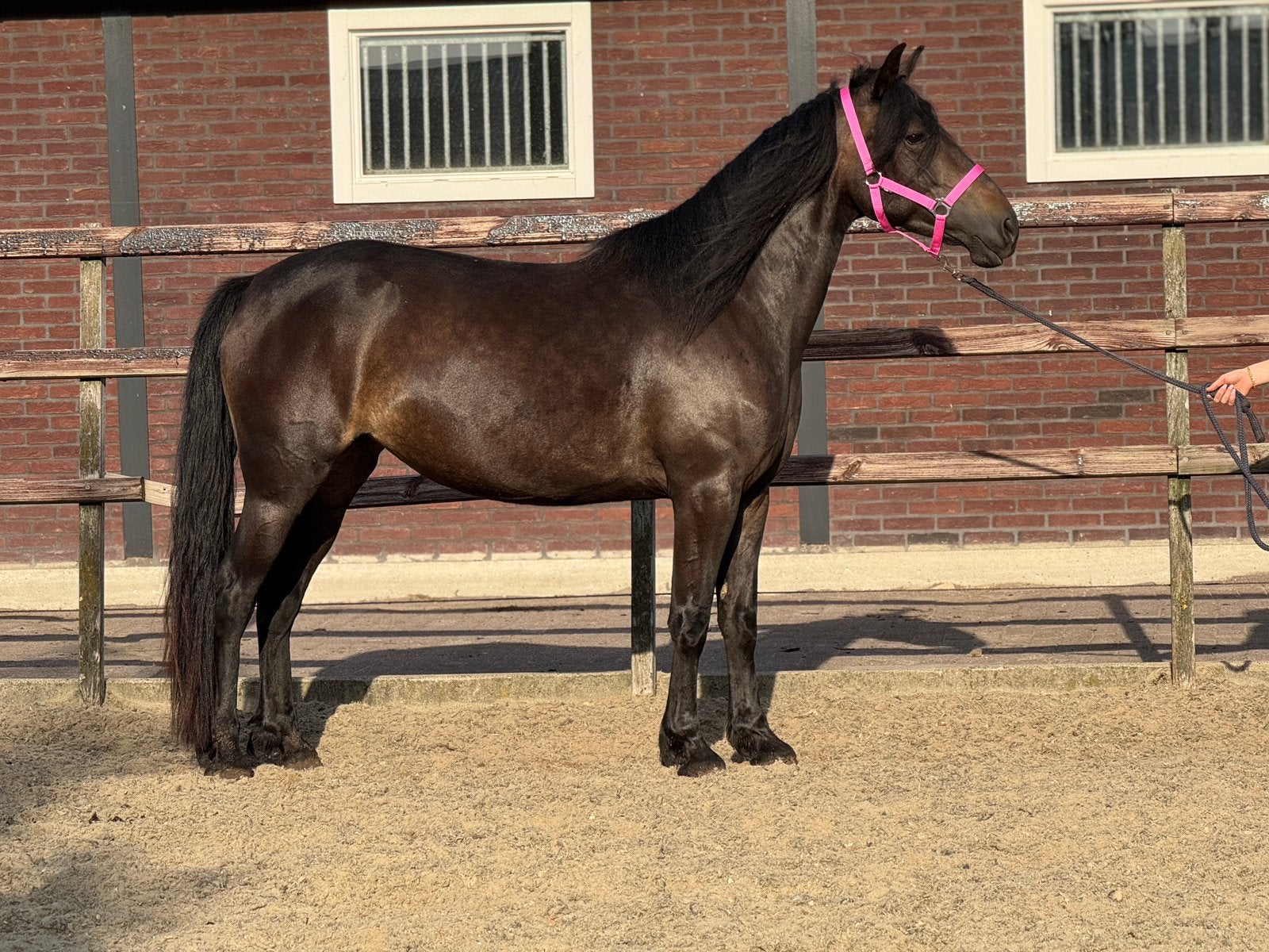 Super lieve en onwijs knappe 4 jarige merrie, Dieren en Toebehoren, Gechipt, Zadelmak, 3 tot 6 jaar, Recreatiepony