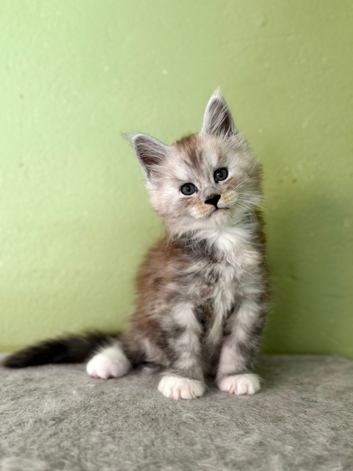 Pipi de Main coon !, Kater, Gechipt, 0 tot 2 jaar