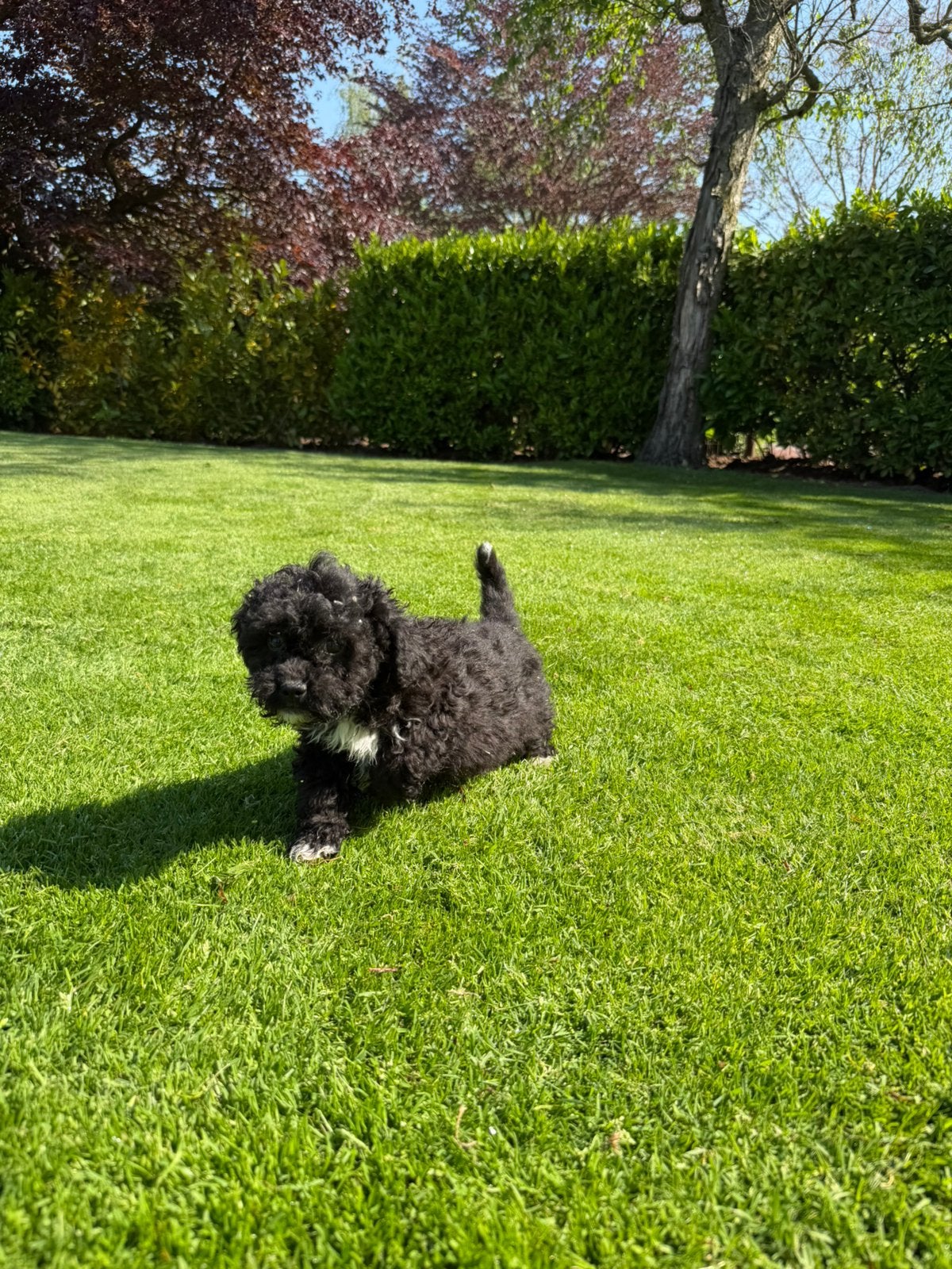 Maltipoo (Maltezer x Poedel) pups reutje, Poedel, Parvo, Nederland, 8 tot 15 weken