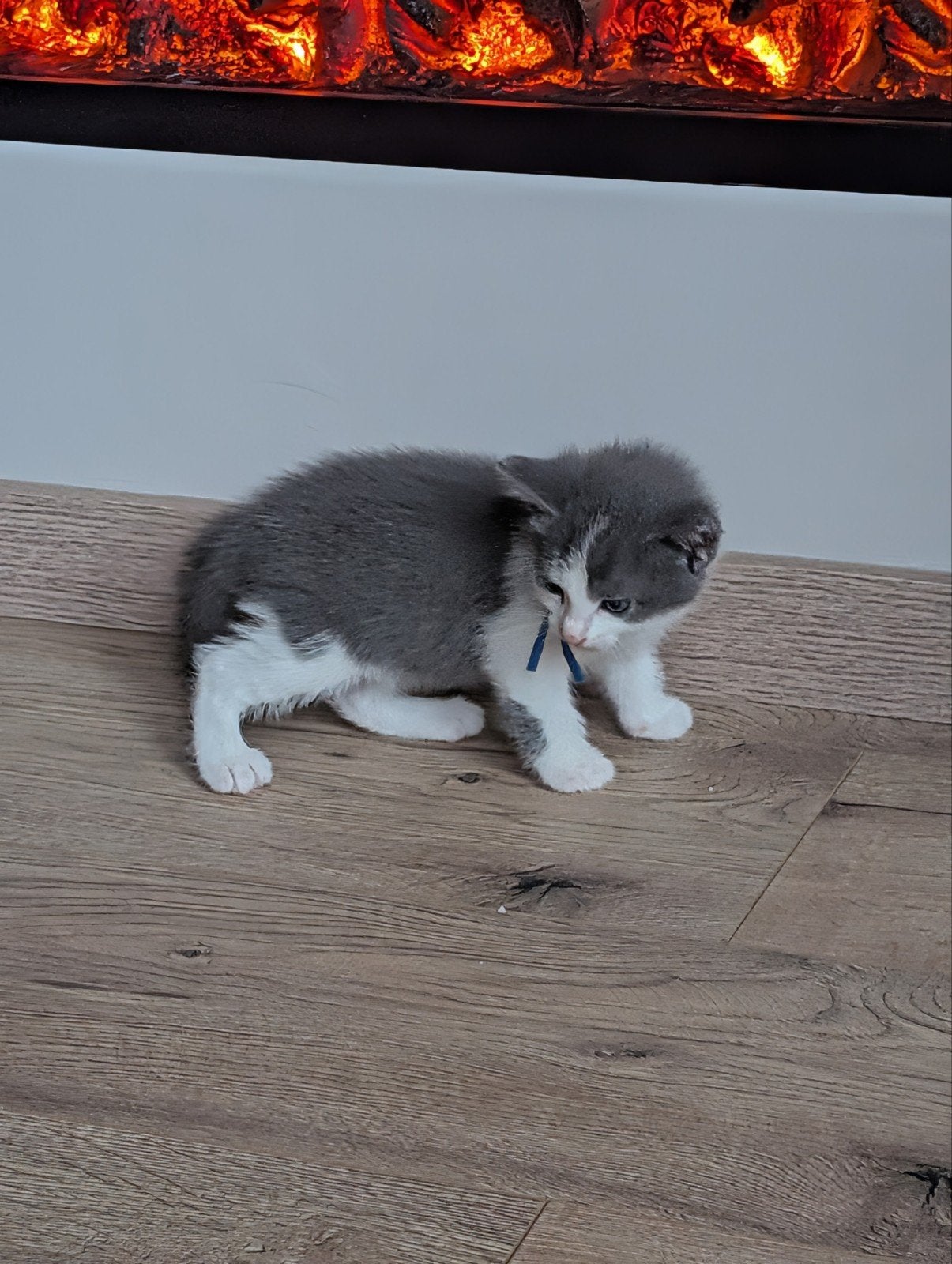 Grijze kater, Kater