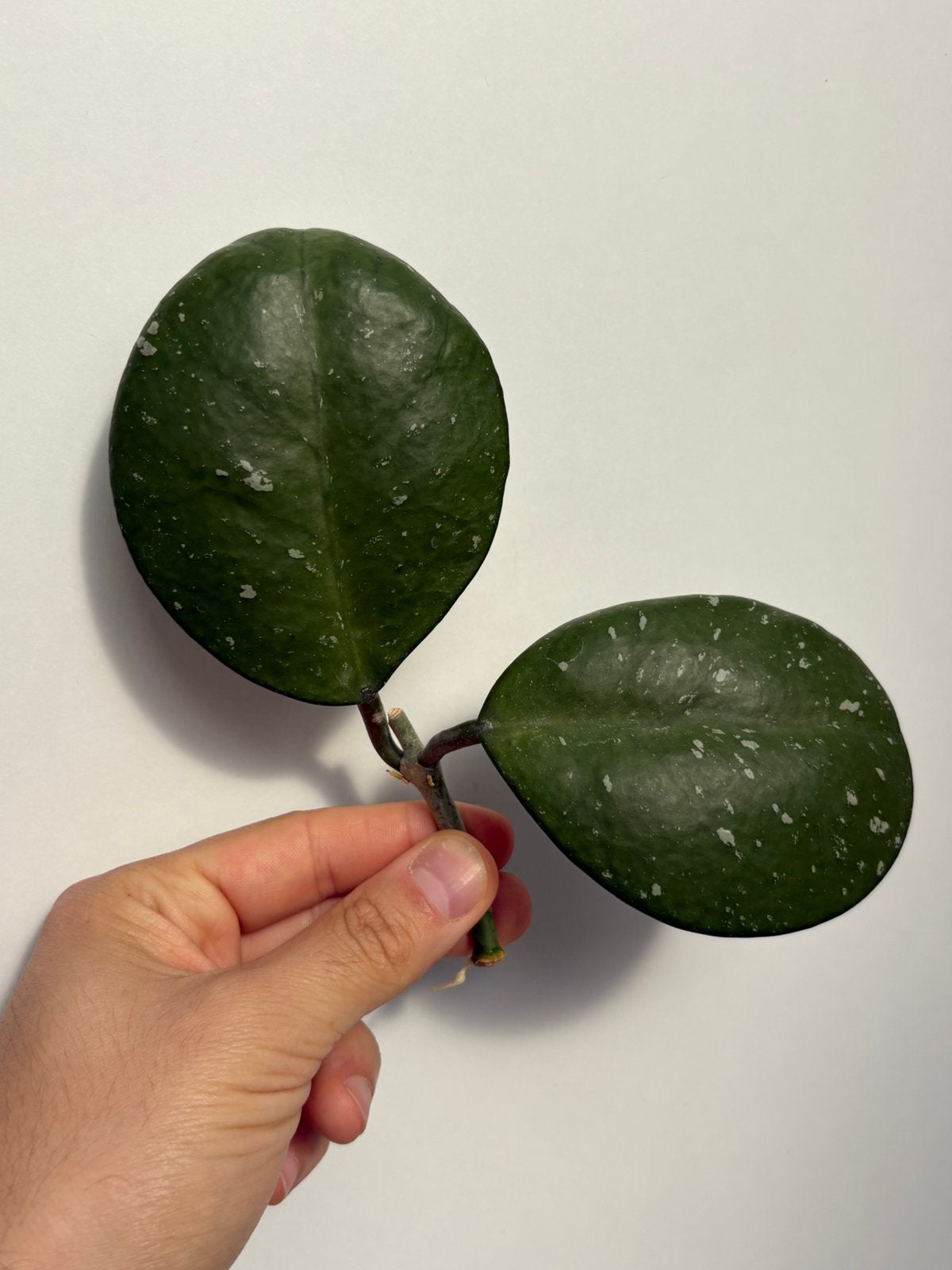 Geworteld Hoya Obovata Stekje [2], Huis en Inrichting, Kamerplanten, Ophalen of Verzenden, Halfschaduw, Minder dan 100 cm