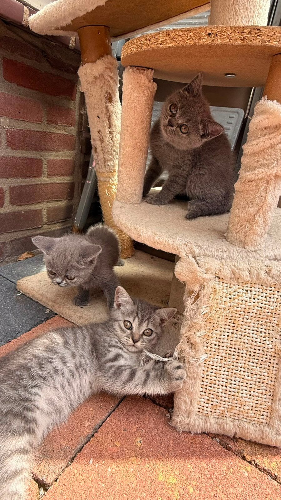 Britse korthaar kittens., Dieren en Toebehoren, Katten en Kittens | Overige Katten, Meerdere dieren