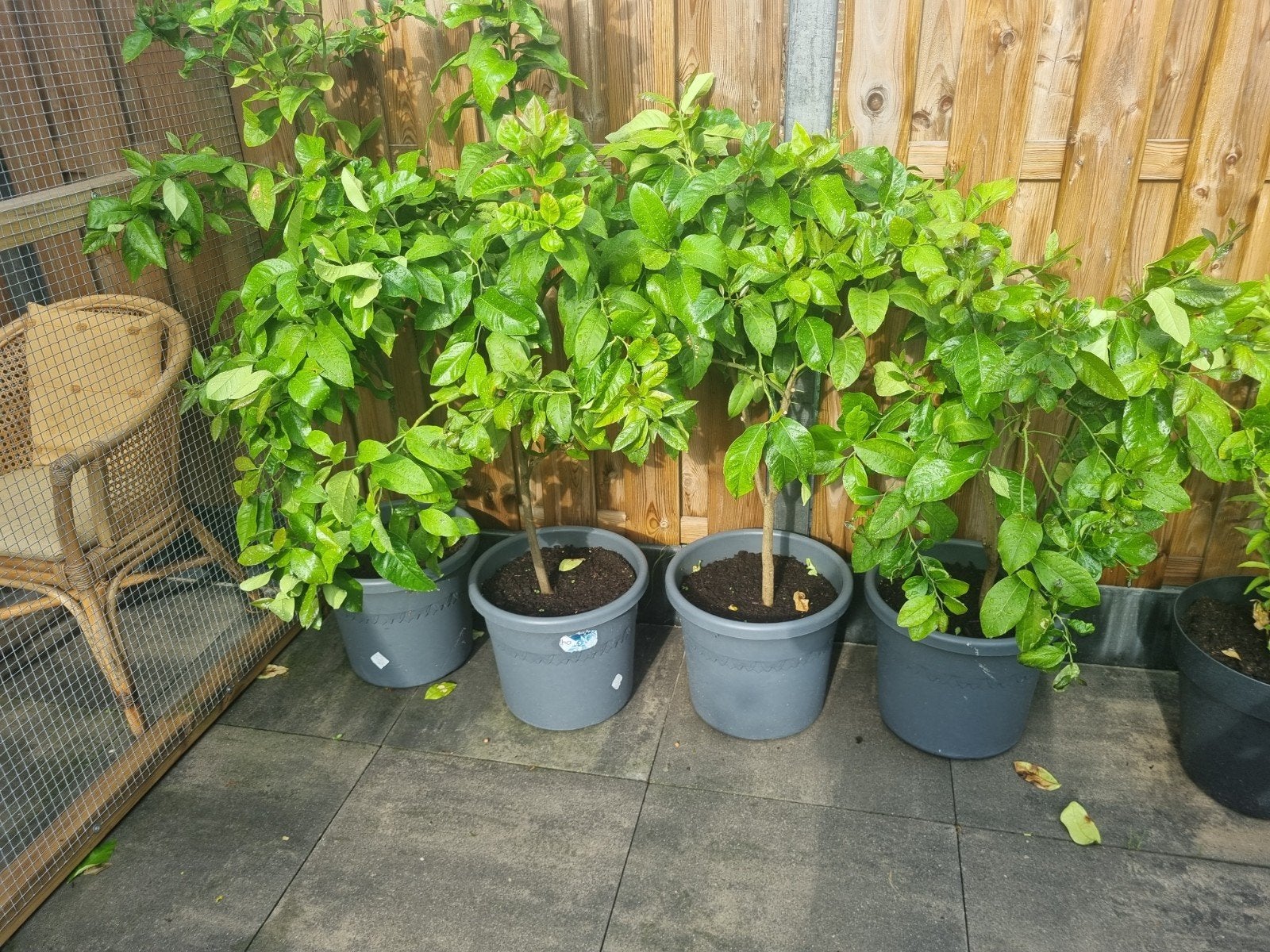 Citroen bomen, Ophalen of Verzenden, Overige soorten