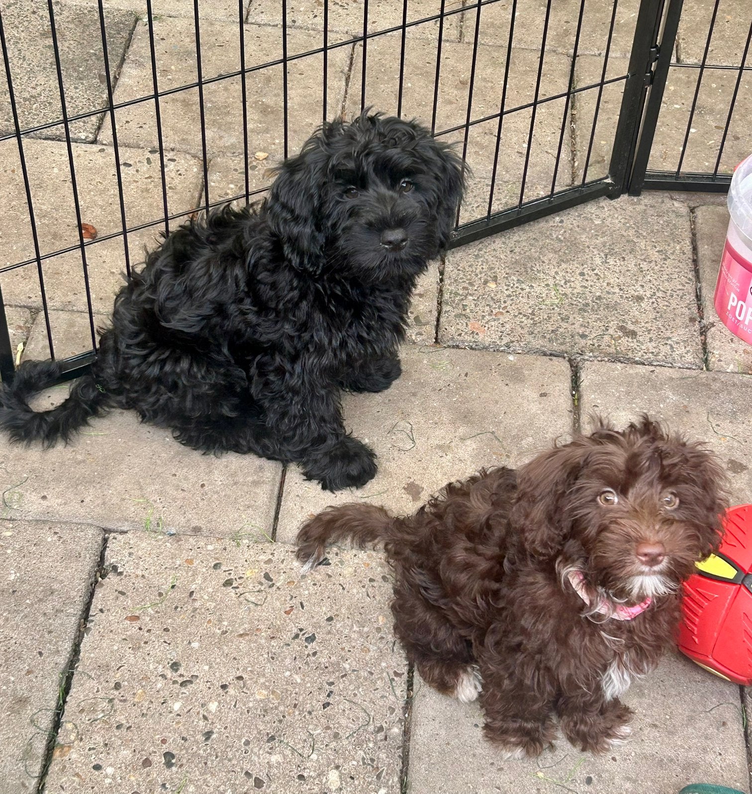 Pups mix poedel en yorkshire, 8 tot 15 weken, Meerdere, Nederland, Particulier
