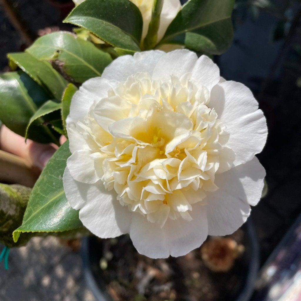 Camelia diverse soorten, Ophalen, Vaste plant, Overige soorten, Volle zon