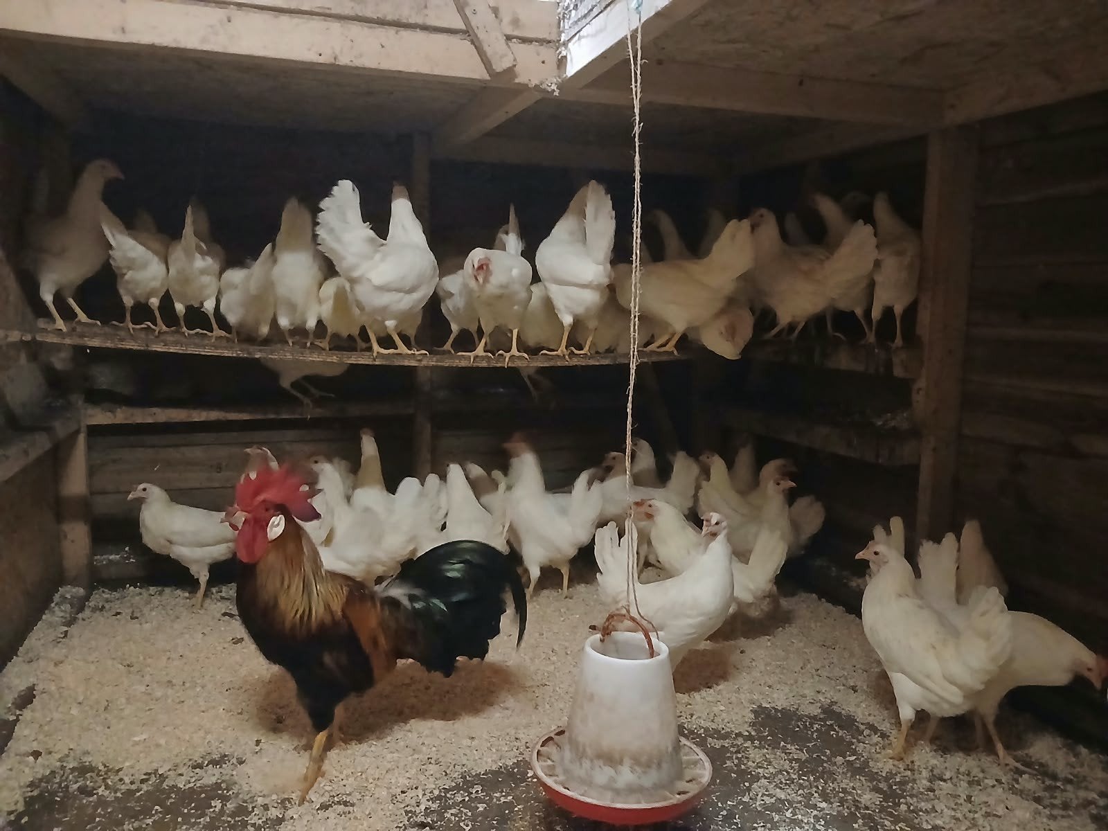 leghennen , witte leghorn, legkippen, Dieren en Toebehoren, Vrouwelijk