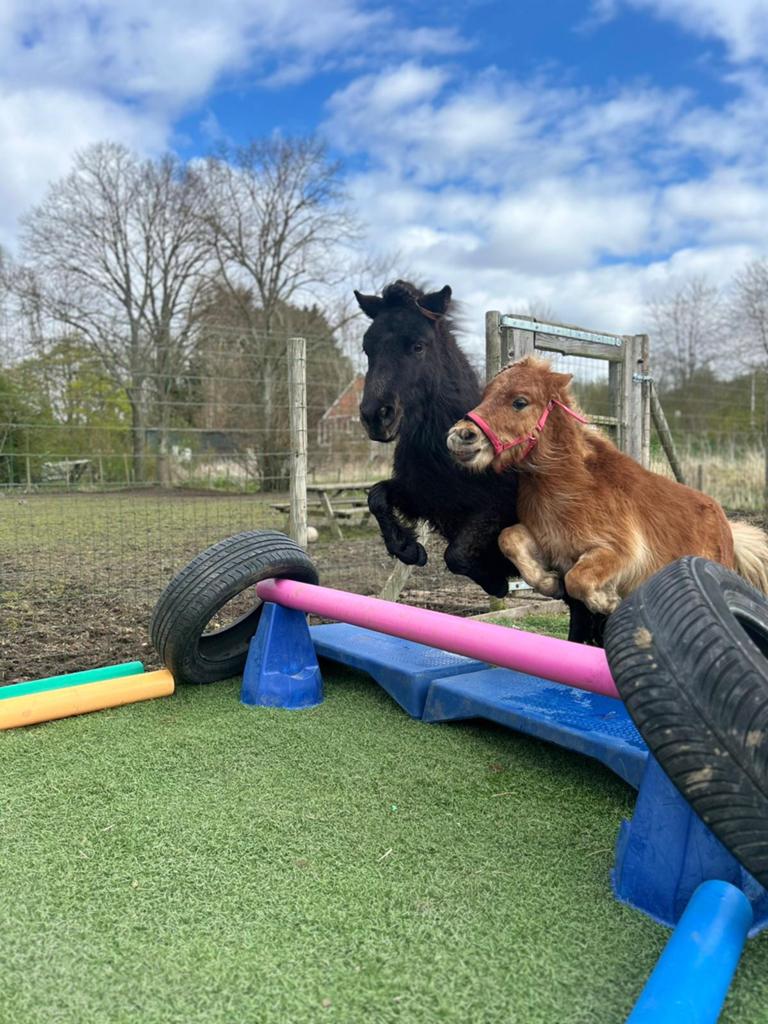 3 Shetlanders, Niet van toepassing, 0 tot 2 jaar, Hengst, A pony (tot 1.17m)