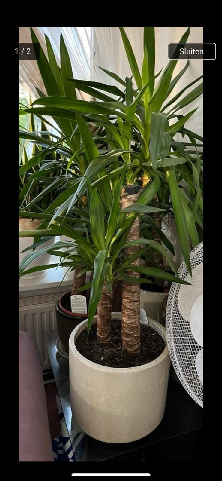 Grote Yucca plant inclusief pot, Ophalen, 100 tot 150 cm, Halfschaduw, In pot