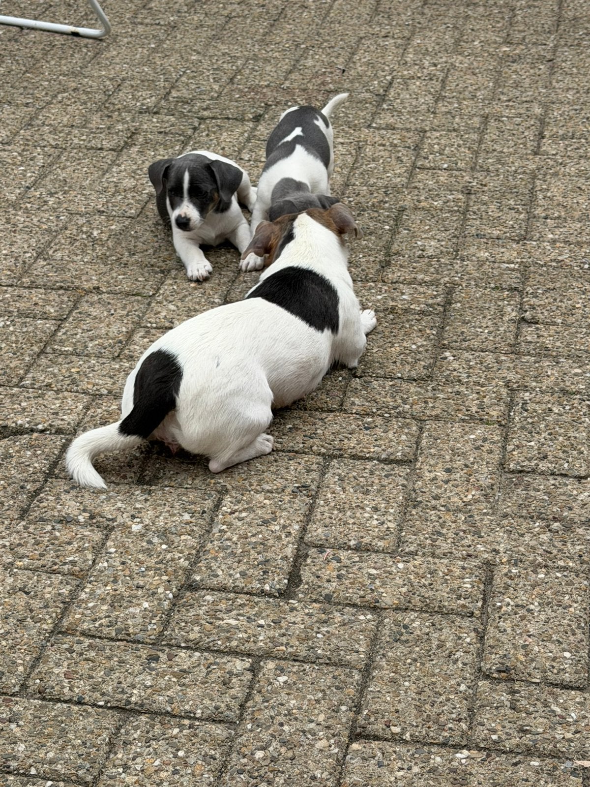 Super leuke jack russel pups, Parvo, Jack Russell Terriër, 8 tot 15 weken, Meerdere