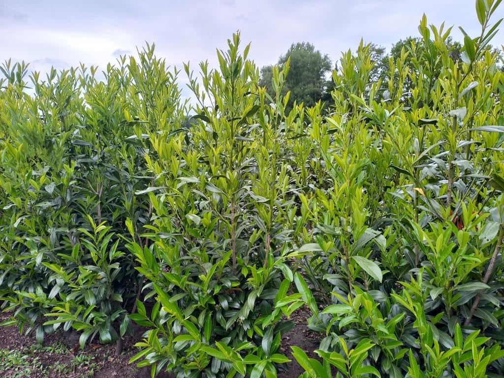 Laurier caucasica, Tuin en Terras, Planten | Struiken en Hagen, Ophalen, Haag, 100 tot 250 cm, Laurier