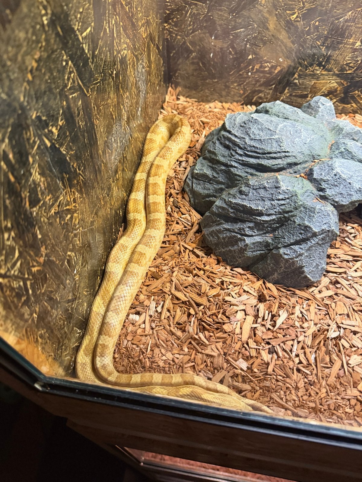 Rattenslang Rat Snake - unknown for sale from Nico Van Vreeswijk