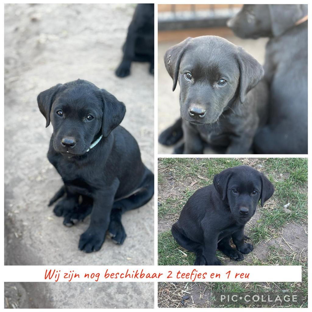 Labrador puppy's met stamboom -zwart- zoeken liefdevol thuis, 8 tot 15 weken, Labrador retriever, Parvo, Meerdere