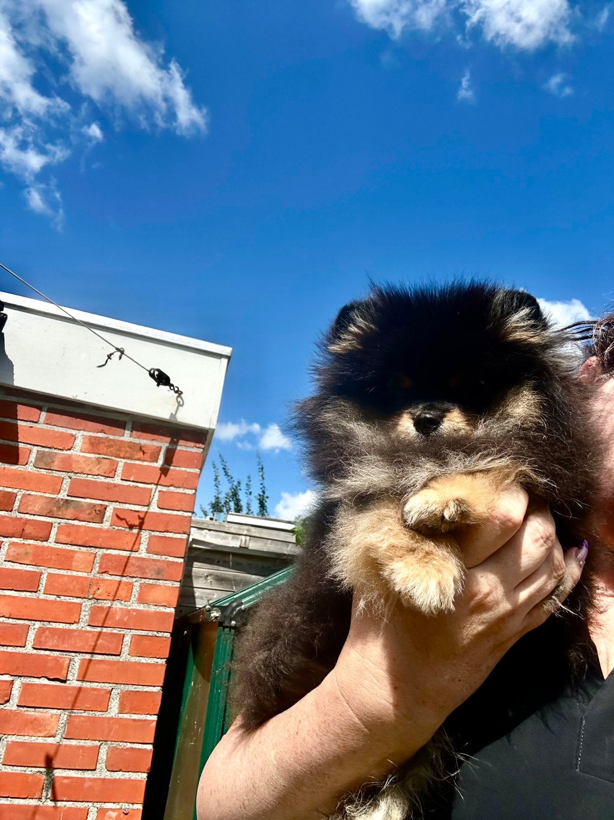 Pomeriaan Pup, Keeshond, 15 weken tot 1 jaar, Reu, Parvo