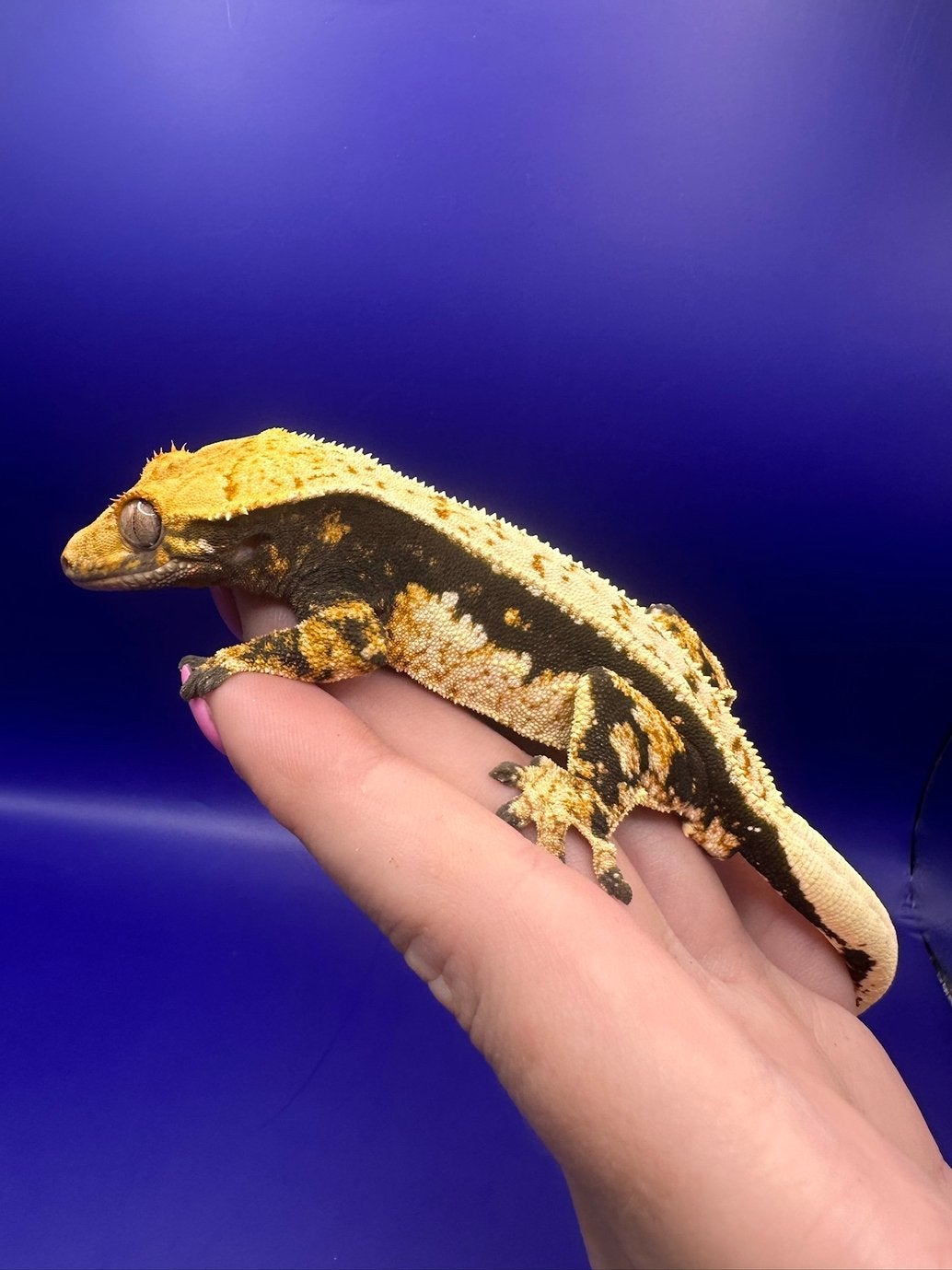 Wimpergekko man zwart/wit contrast, Dieren en Toebehoren, Hagedis, Tam, 0 tot 2 jaar