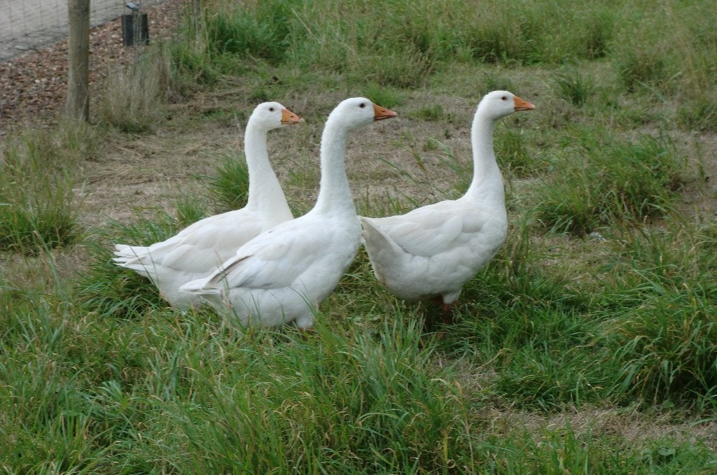 1 jonge gans, Dieren en Toebehoren, Vrouwelijk, Gans of Zwaan